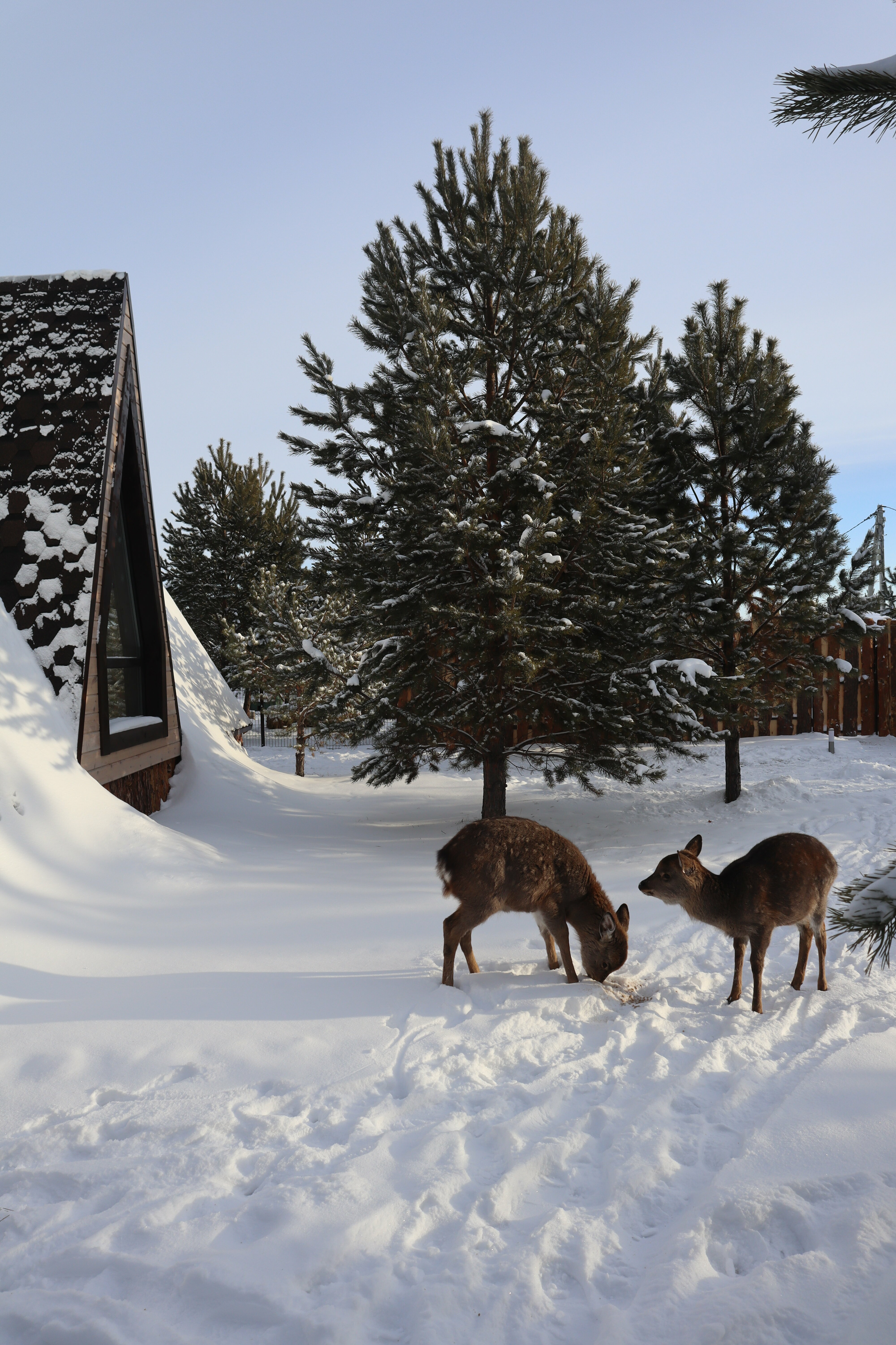 Дом с видом на лес