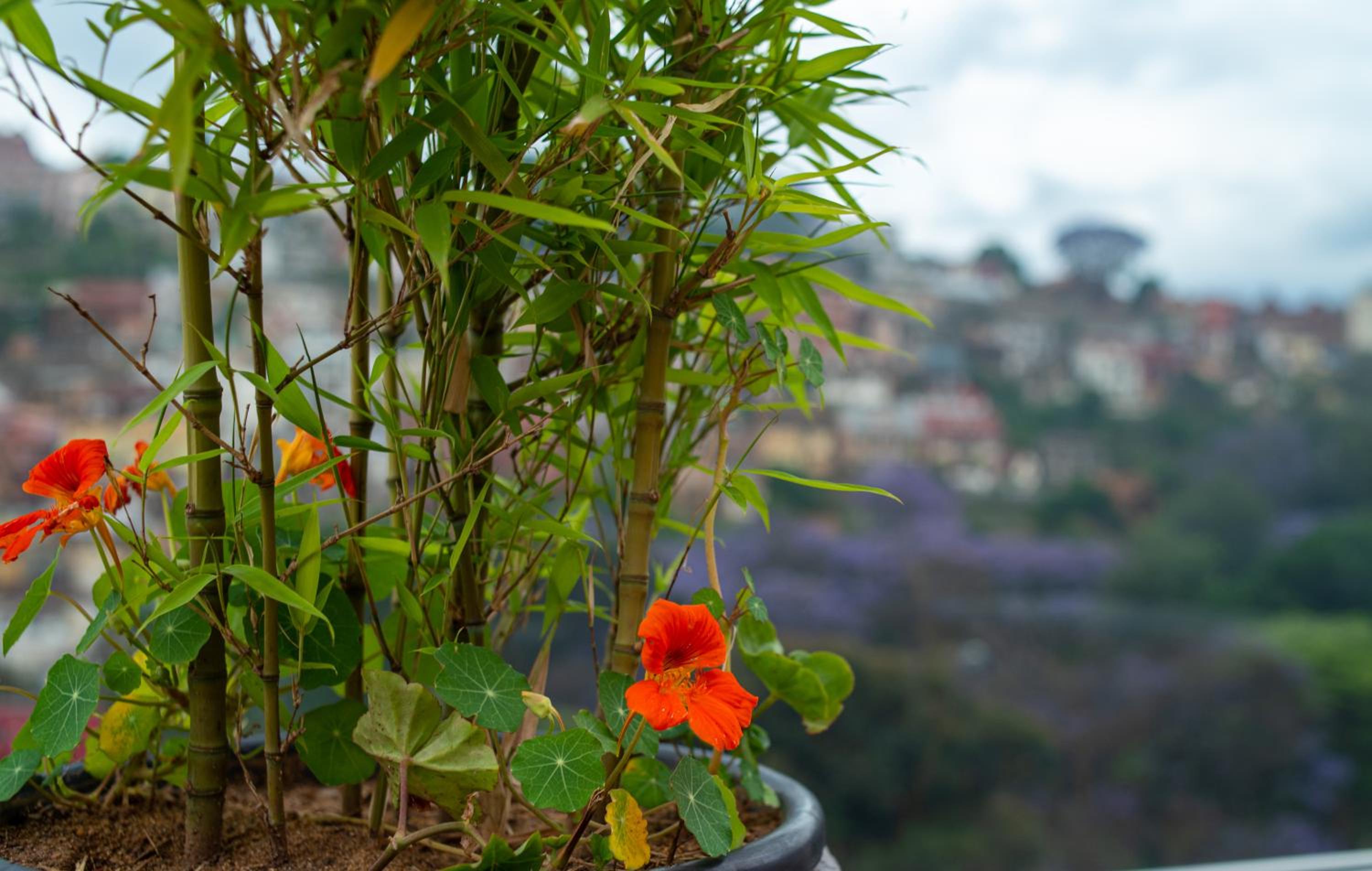 One-Bedroom Premium Apartment with Hill View