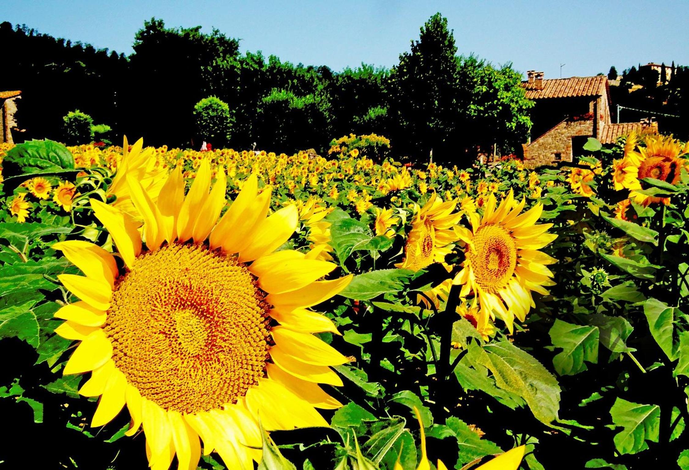 One-Bedroom Apartment (2 Adults + 2 Children)