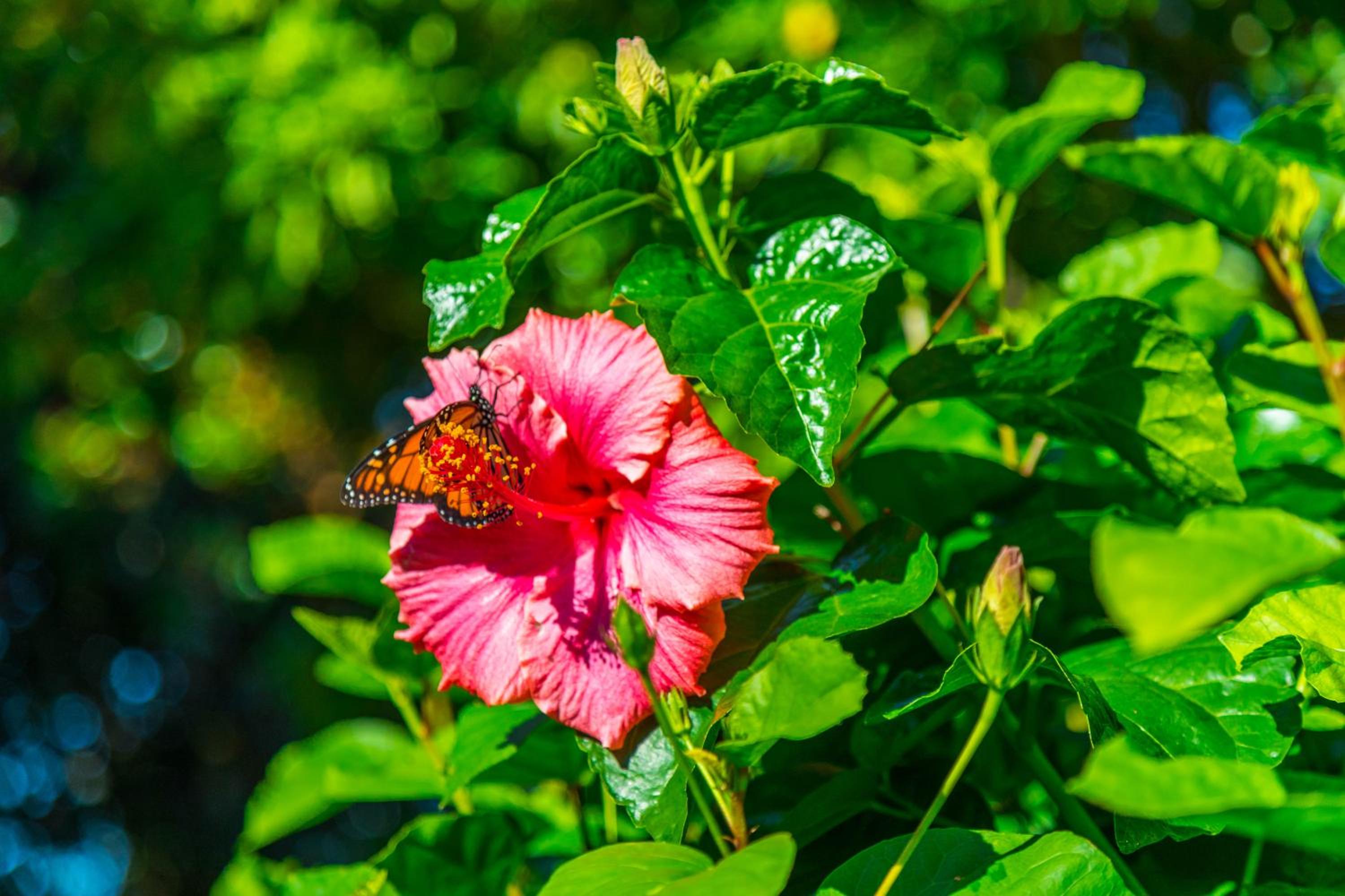 Double or Twin Room - Disability Access