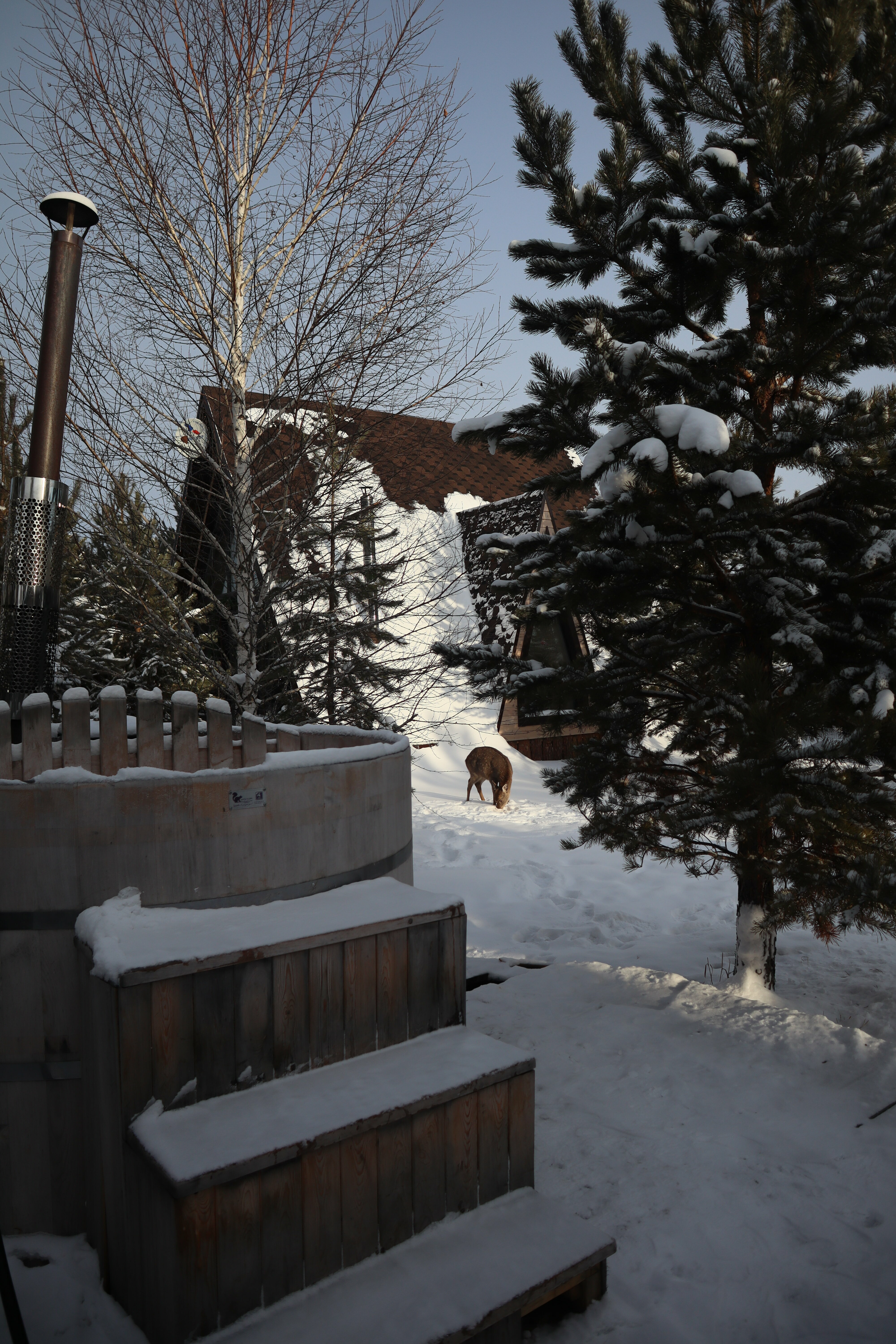 Дом с видом на лес