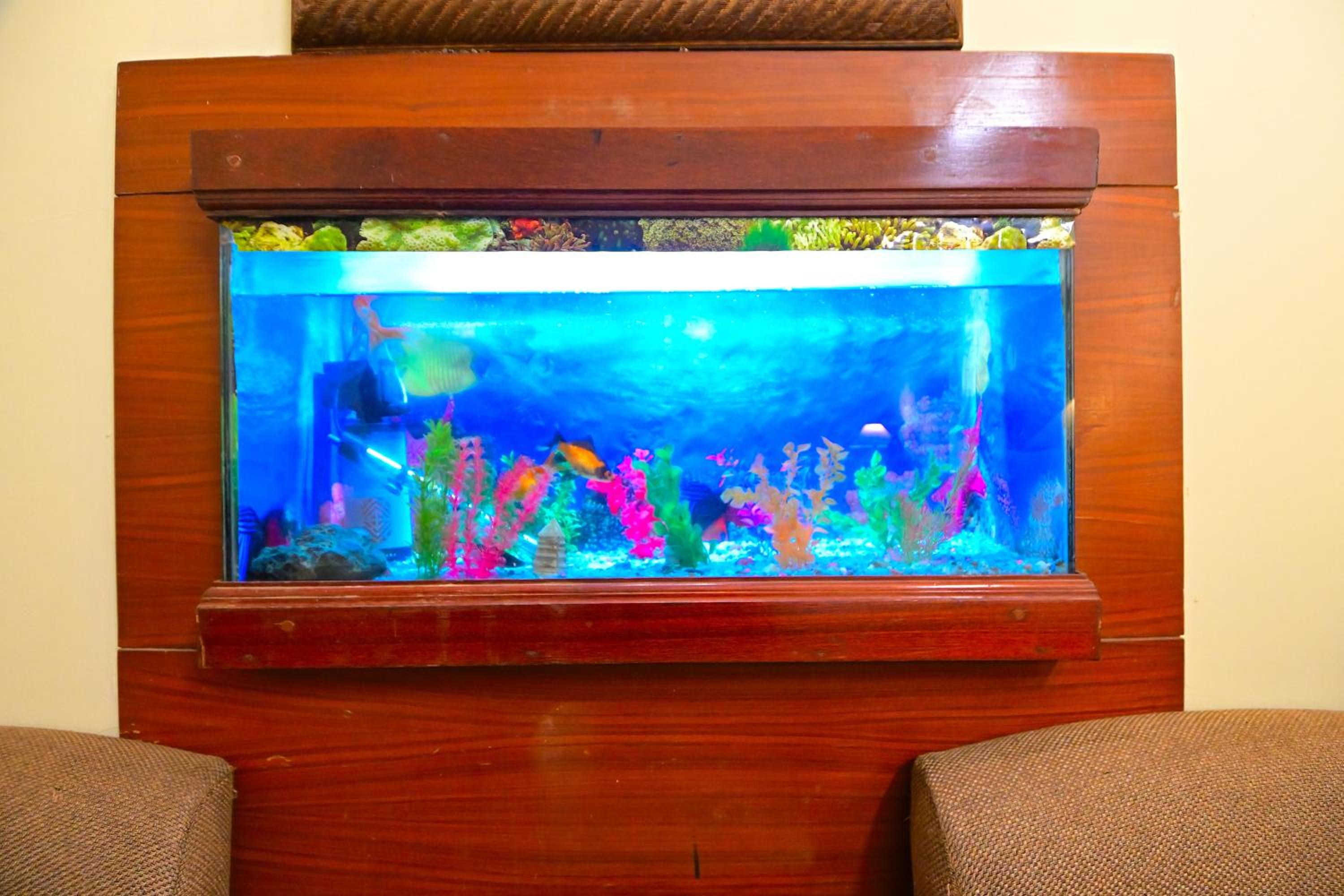 Suite Room with Fish Aquarium