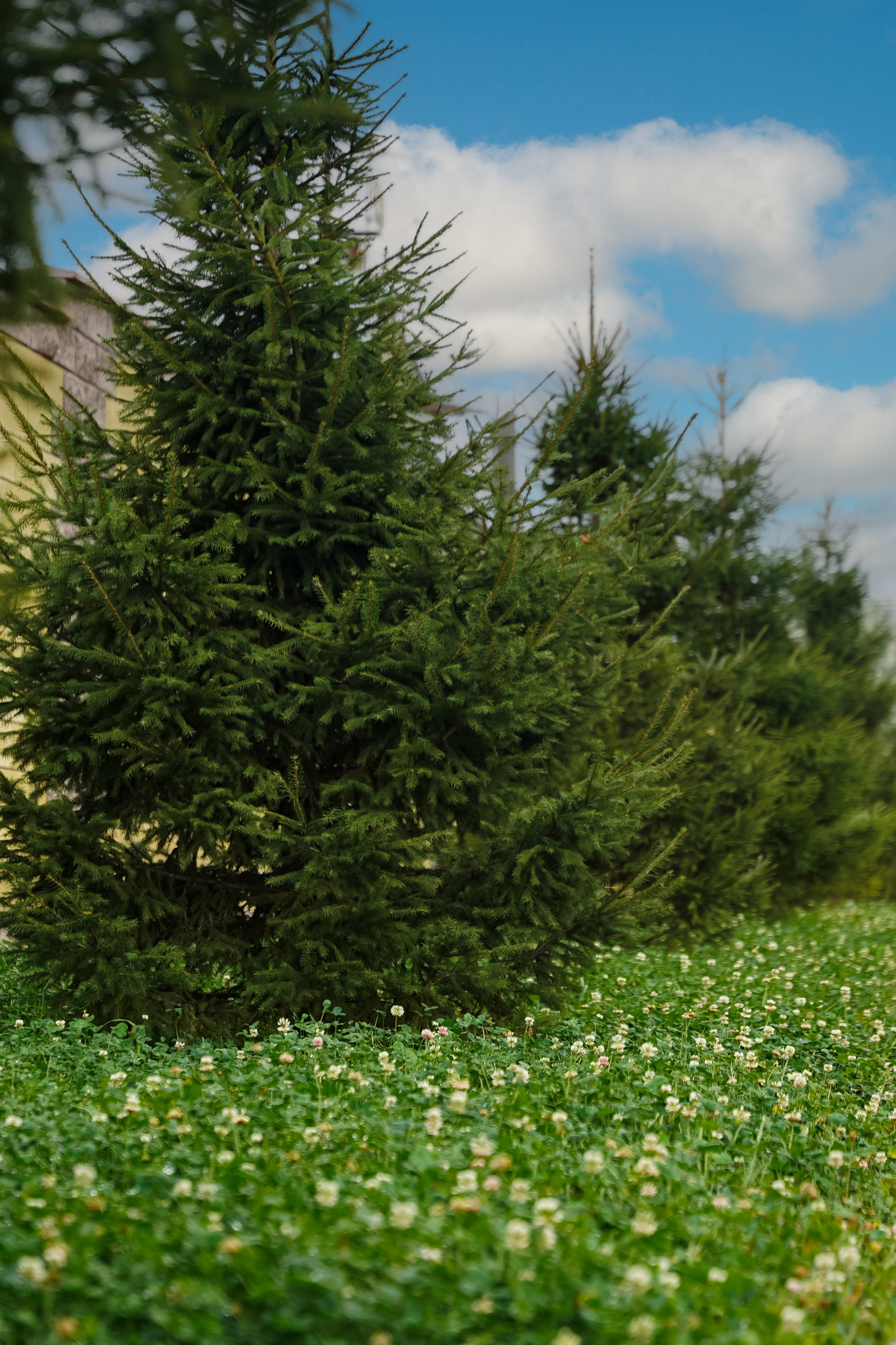 Двухместный номер с двуспальной кроватью и дополнительной кроватью