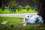 Двухместный номер Делюкс с 1 кроватью и душем в Восьмая миля