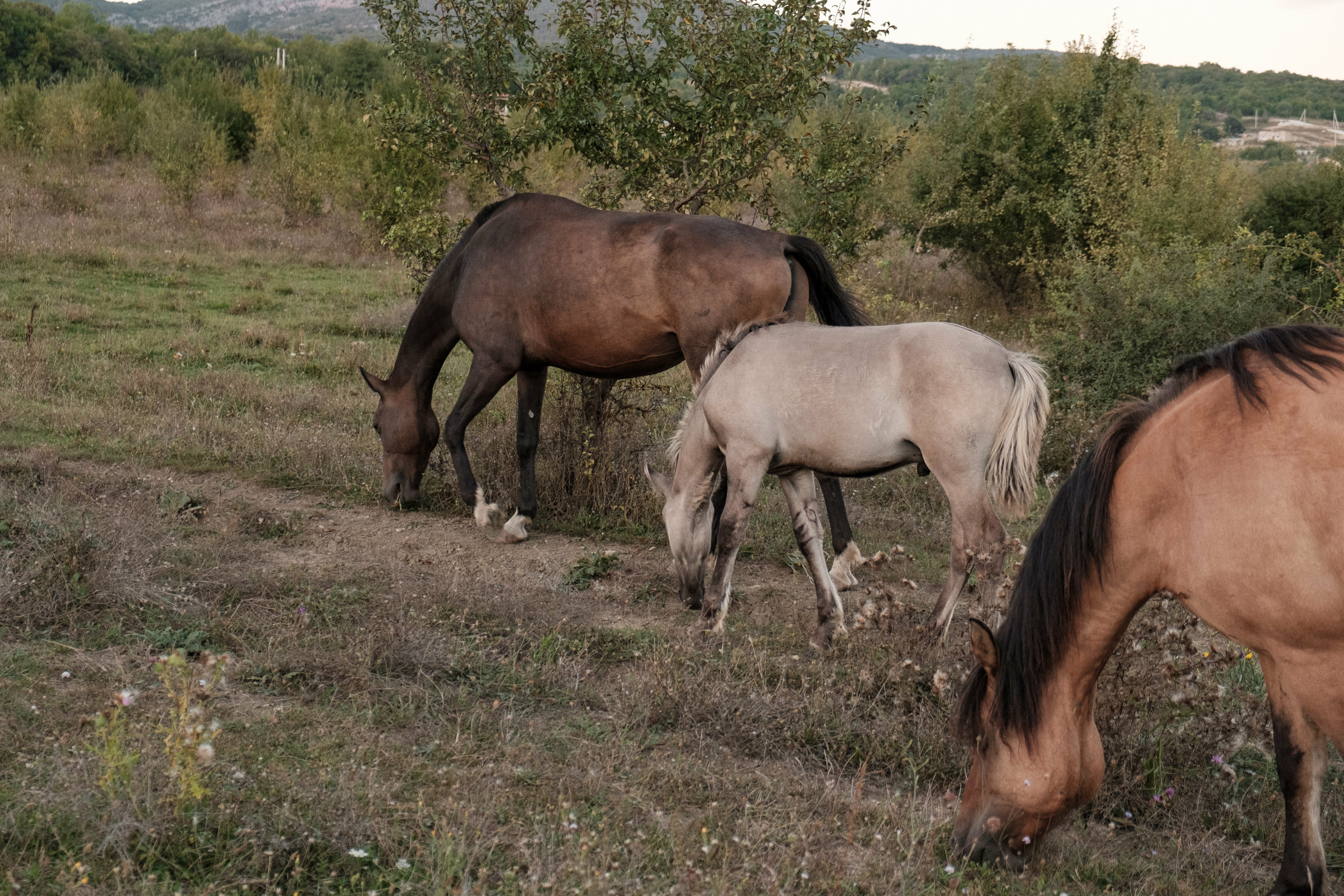Дом с видом на лес