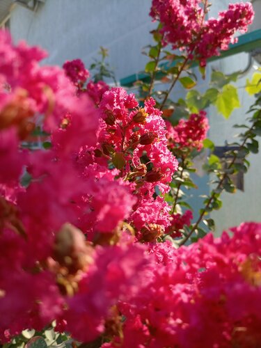 Просторный одноместный номер в В долине роз