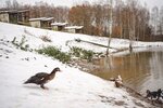 Гостевой дом в Курорт Заокские Поля