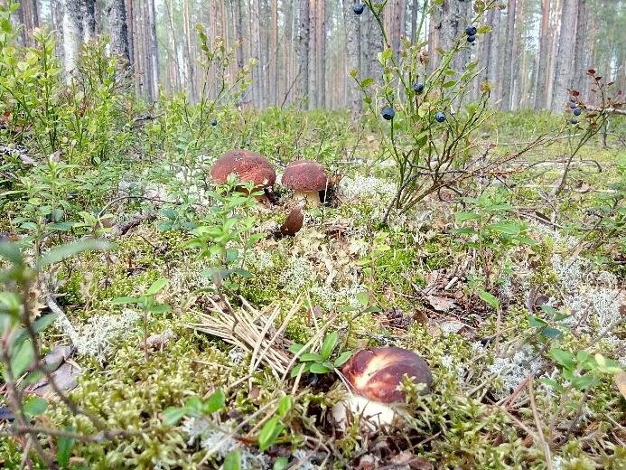 Шале с 2 спальнями