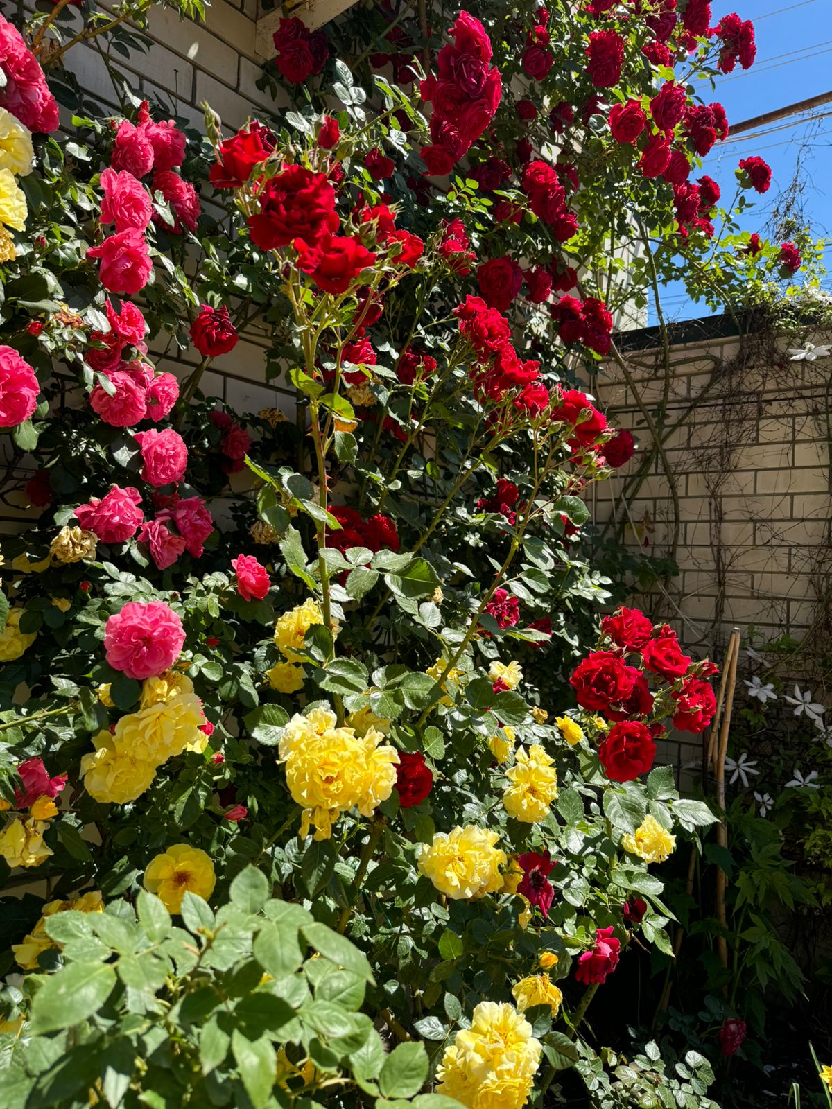 Двухместный номер с 1 кроватью и общим туалетом