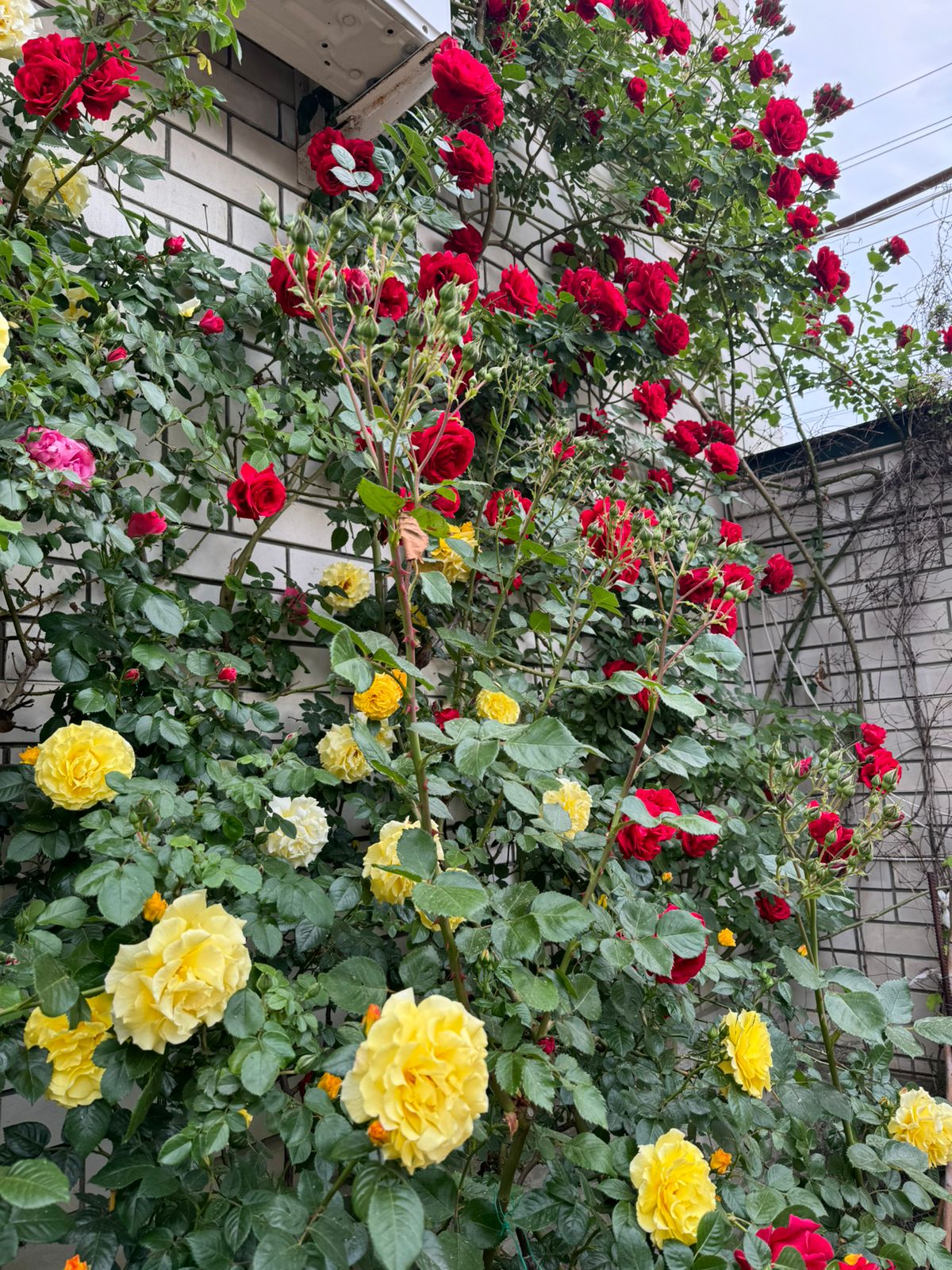 Четырехместный номер эконом-класса с общей ванной комнатой