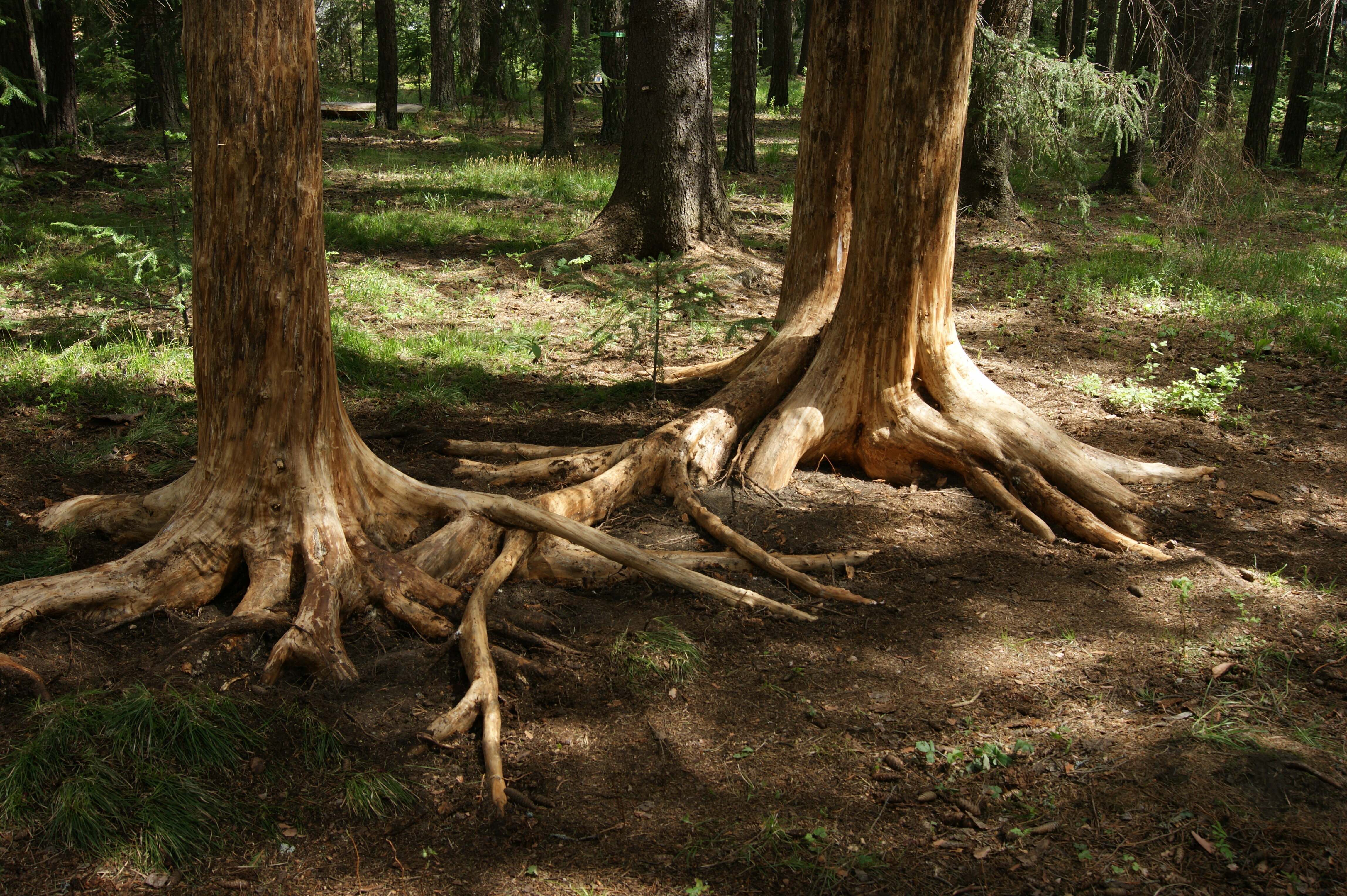 Дом с видом на лес