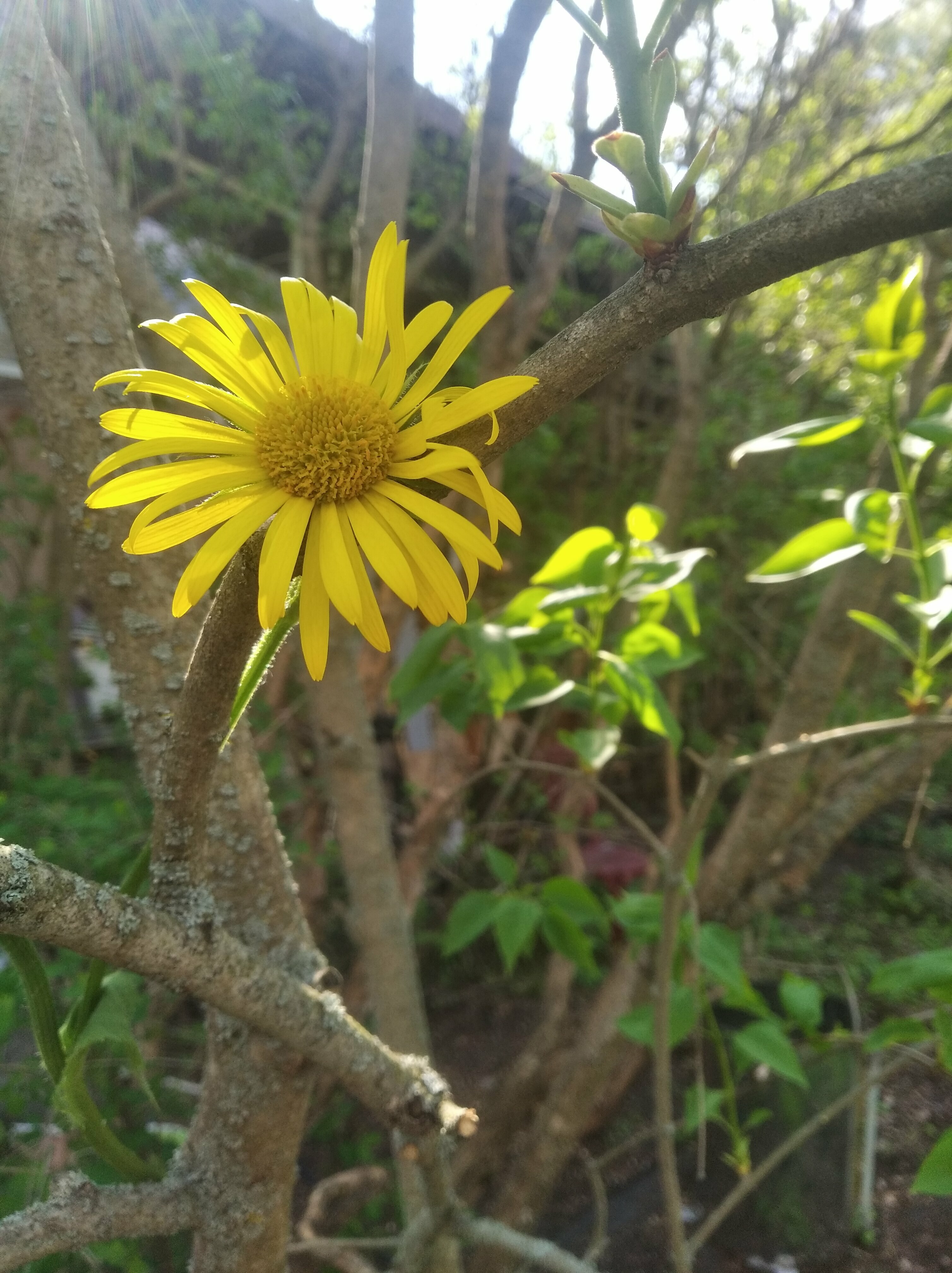 Дом с видом на лес