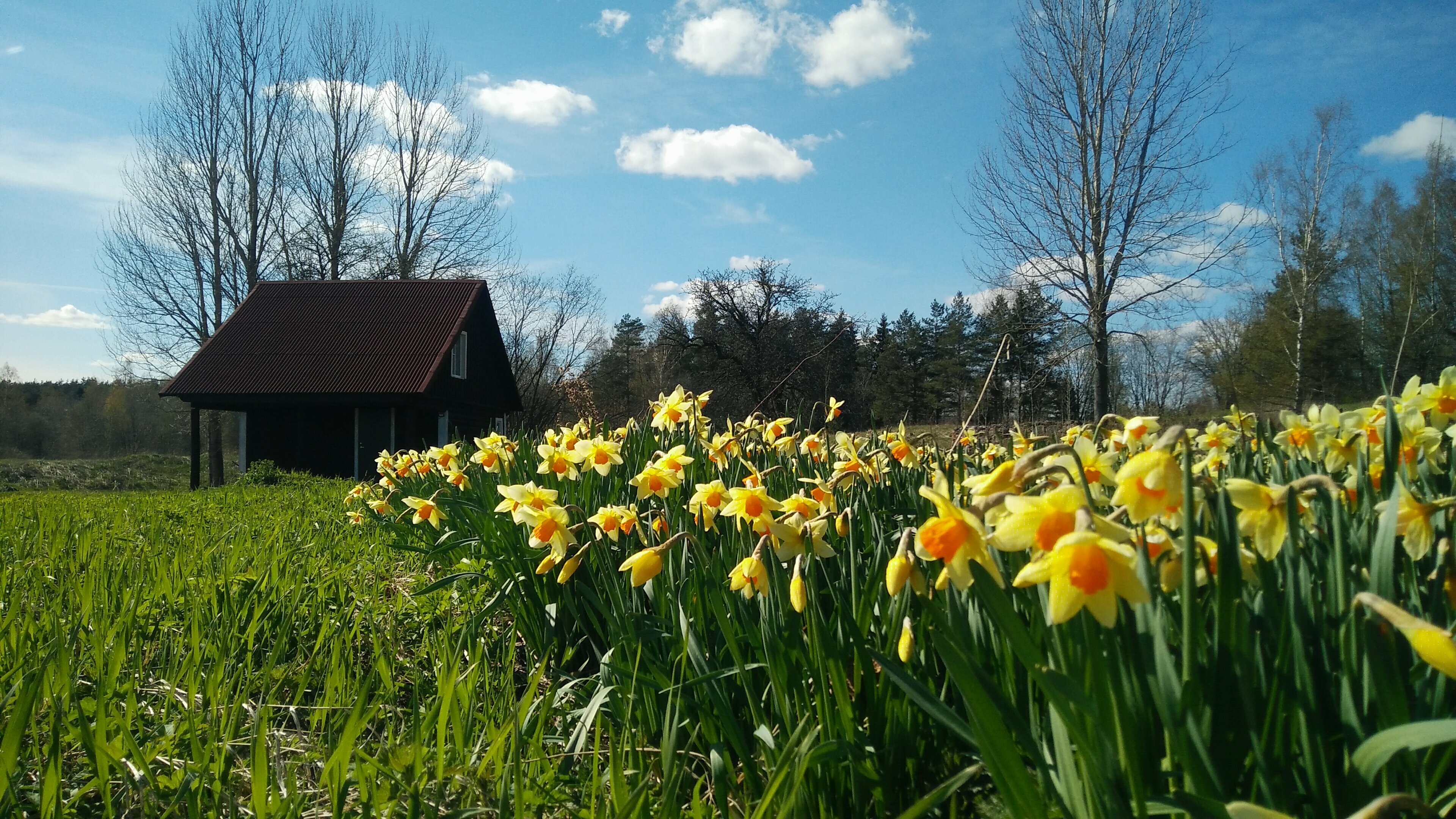 Дом с видом на лес