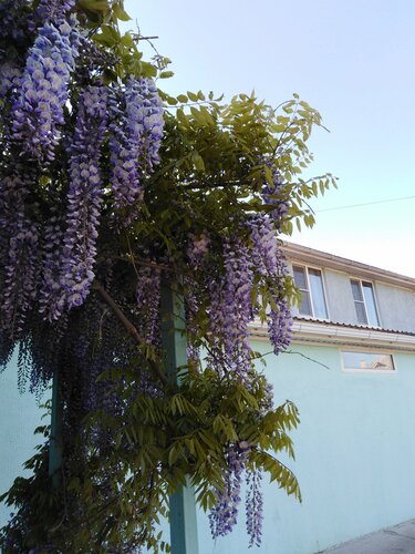 Трехместный номер с видом на горы в В долине роз