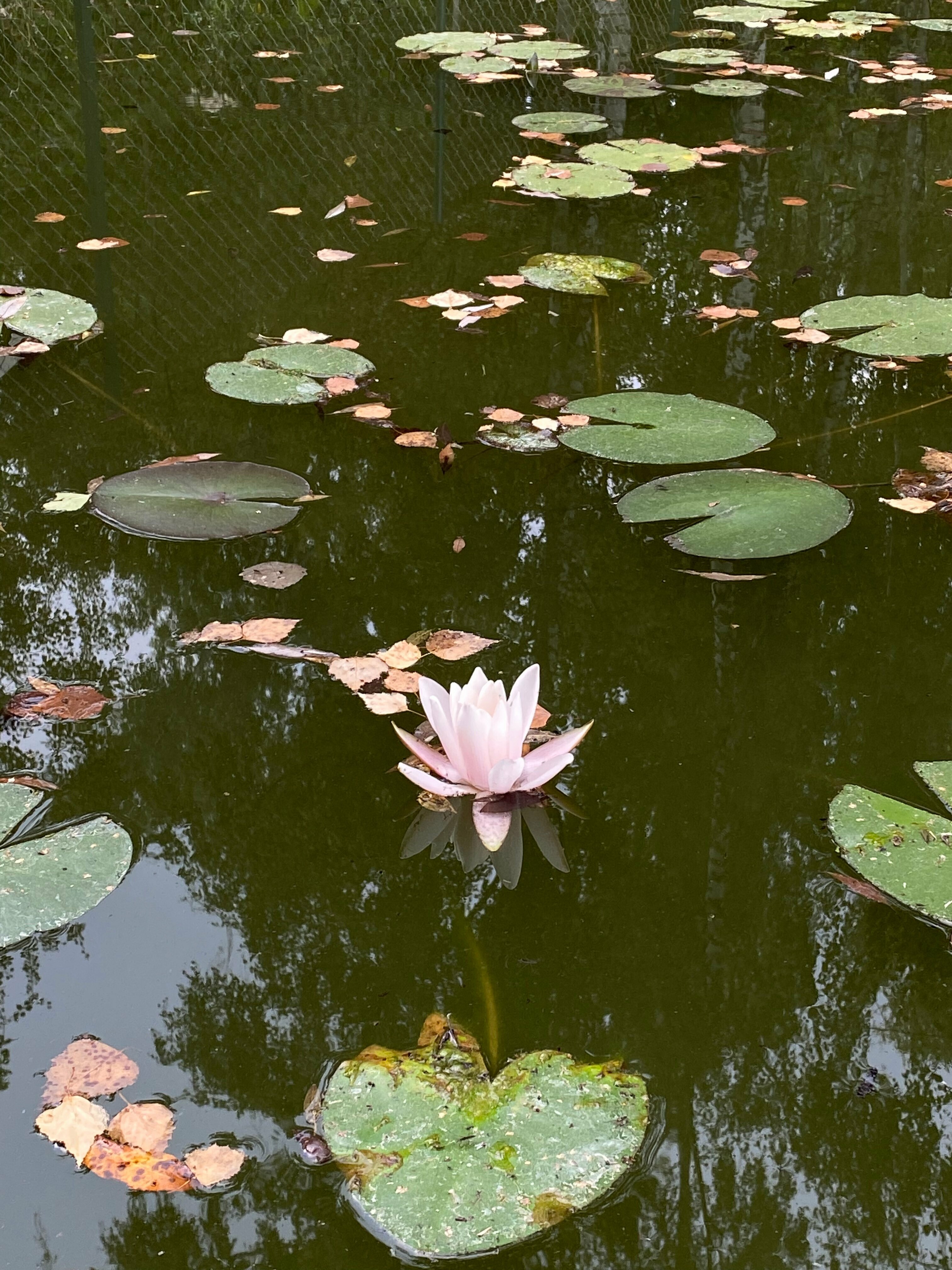 Трехместный номер «Комфорт» с душем