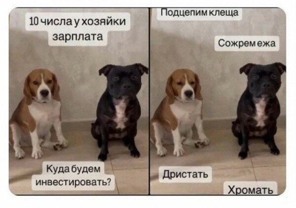 max_g480_c12_r4x3_pd20