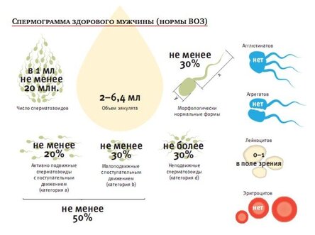 Как расшифровать спермограмму — БЕСТ Фертил Официальный сайт
