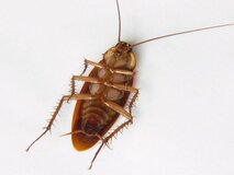 Биологические особенности тараканов