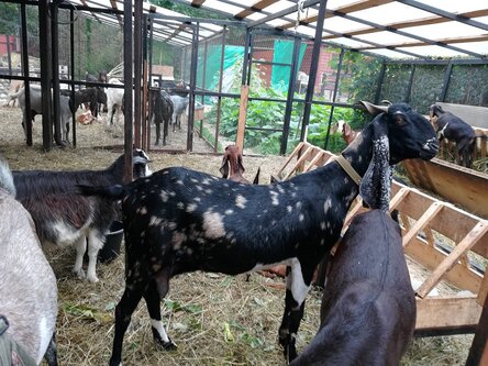 камори восточная порода коз