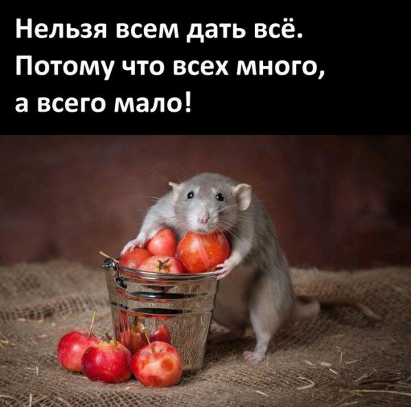 max_g480_c12_r4x3_pd20