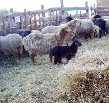 овцы во дворе возле сена