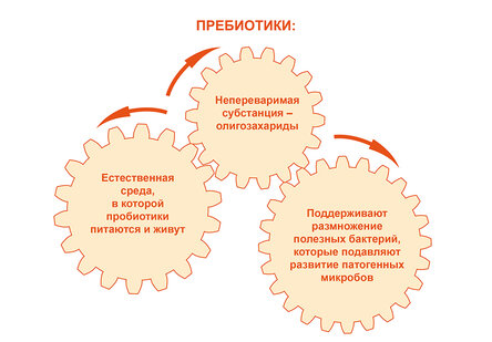 Пробиотики и пребиотики — список препаратов, разница, эффекты ...