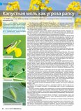 Описание капустной моли и эффективные меры борьбы с вредителем