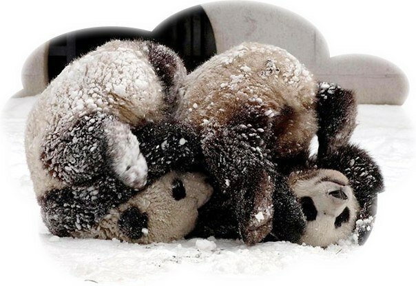 max_g480_c12_r4x3_pd20