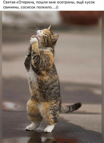 max_g480_c12_r3x4_pd20