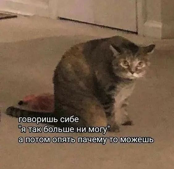 max_g480_c12_r4x3_pd20