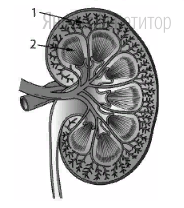 Установите соответствие между процессами и веществами почки, обозначенными на рисунке цифрами 1 и 2: к каждой позиции, данной в первом столбце, подберите соответствующую позицию из второго столбца.