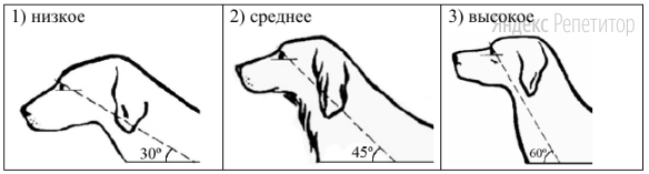 Г. Положение шеи (пунктирная линия, образующая угол с горизонтальной
плоскостью, параллельна задней поверхности шеи и проходит через глаз)