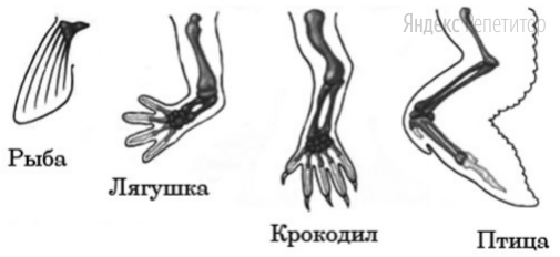 Рассмотрите рисунок с изображением передних конечностей позвоночных животных.