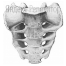 В состав какого отдела скелета входит изображённое
костное образование?