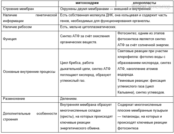 Проанализируйте таблицу типы пластид