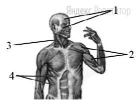 Какой цифрой на рисунке обозначены
мышцы туловища?