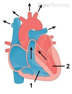 Рассмотрите рисунок схемы сердечного цикла и назовите изображённую фазу. Ответ поясните. В каком состоянии в этот момент находятся клапаны сердца? С какими кругами кровообращения связаны структуры сердца, отмеченные цифрами ... и ...? Укажите сосуды, в которые переходит кровь.
