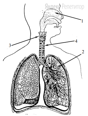 Какой цифрой обозначен на рисунке орган, в который воздух попадает из гортани?