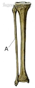 Как называется кость нижней конечности, обозначенная на рисунке буквой А?