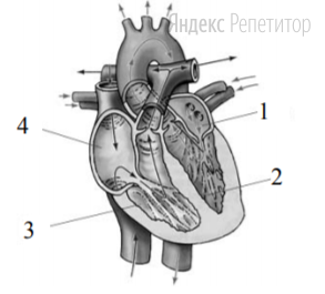 На рисунке изображена схема строения сердца человека. 