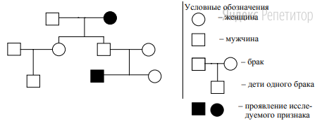 Определите генотип родителей и детей в первом поколении. 