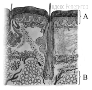 Назовите слои кожи человека, обозначенные
на рисунке буквами А и В. 