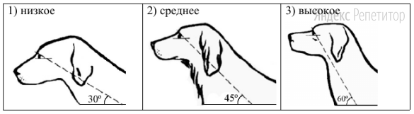 Г. Положение шеи (пунктирная линия, образующая угол с горизонтальной
плоскостью, параллельна задней поверхности шеи и проходит через глаз)