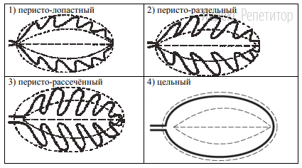 В. Форма листа 