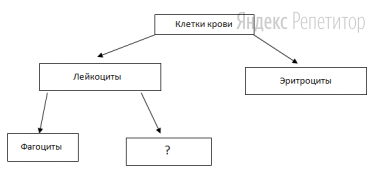 Рассмотрите предложенную схему классификации клеток крови.