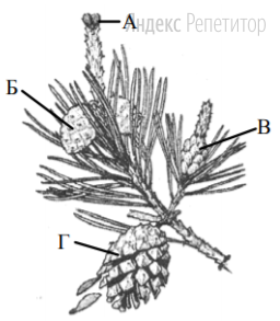 Какой буквой на рисунке обозначен орган, в
котором содержатся зрелые семена сосны? 