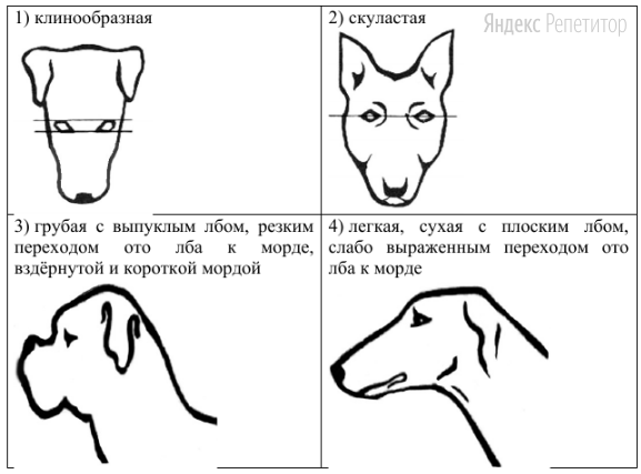 Б. Форма головы