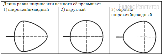 Г. Тип листа по соотношению длины, ширины и по расположению наиболее широкой части