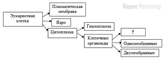 Рассмотрите предложенную схему строения эукариотной клетки. 