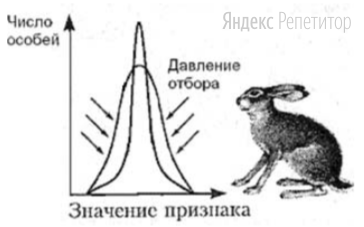 Пользуясь рисунком, определите, какую
форму отбора он иллюстрирует и при
каких условиях жизни этот отбор будет
проявляться. 